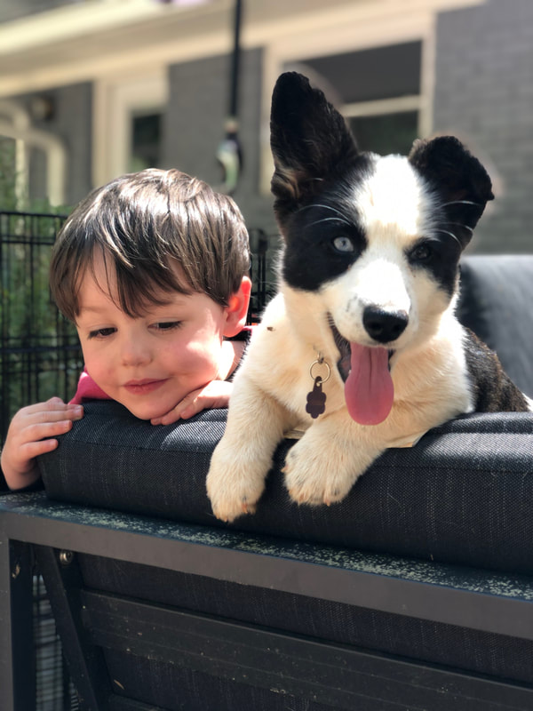 Jabula dog training outlet
