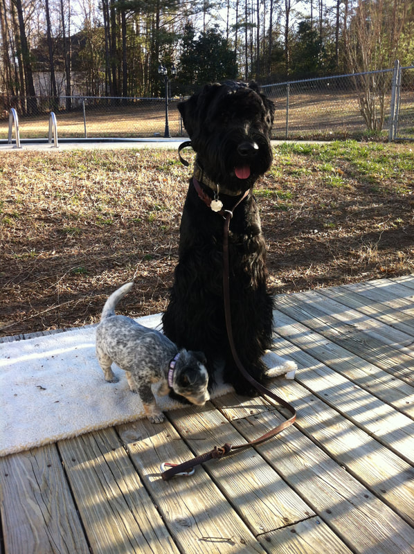 Jabula dog training hot sale