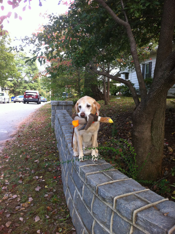 Jabula dog training sale
