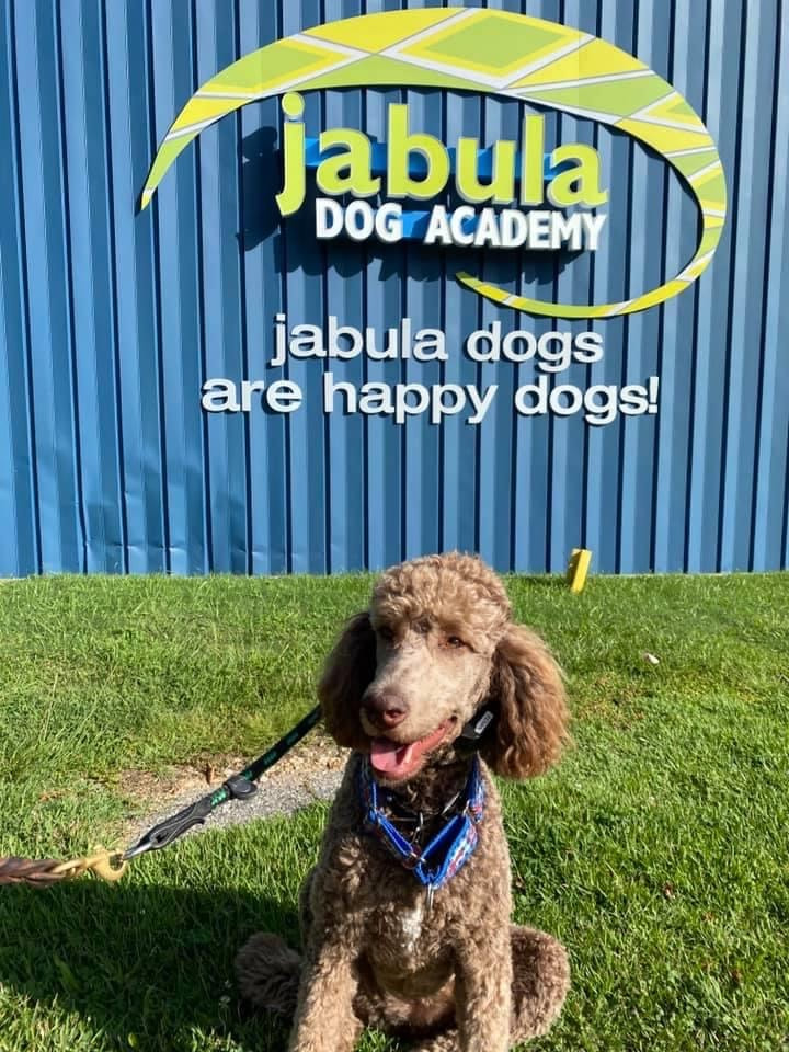 Jabula dog training 2025
